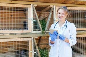 veterinärkvinna med surfplatta som kontrollerar djurhälsostatus på ladugårdsbakgrund. veterinärläkare kollar upp kanin i naturlig ekogård. djurvård och ekologiskt boskapsuppfödningskoncept. foto
