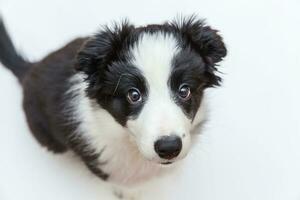 rolig studio porträtt av söt leende hundvalp border collie på vit bakgrund foto