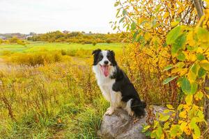 roliga leende hundvalp border collie spelar sittande på sten i parken utomhus, torra gula höstlöv lövverk bakgrund. hund på promenader på höstdagen. hej höst kallt väder koncept. foto