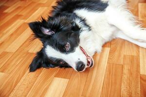 stanna hemma. roligt porträtt av leende hundvalp border collie liggande på golvet inomhus. ny härlig medlem av familjen liten hund hemma stirrar och väntar. husdjursvård och djurliv karantän koncept. foto