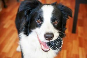 roliga porträtt av söt leende hundvalp border collie håller leksak boll i munnen. ny härlig medlem av familjen liten hund hemma leker med ägaren. husdjursvård och djurkoncept. foto