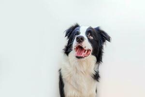 rolig studio porträtt av söta leende hundvalp border collie isolerad på vit bakgrund. ny härlig familjemedlem liten hund som tittar och väntar på belöning. husdjursvård och djurkoncept. foto