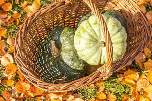 höstlig bakgrund. höst falla pumpor i korg på torkades falla löv, trädgård utomhus. oktober september tapet förändra av säsonger mogen organisk mat begrepp halloween fest tacksägelse dag. foto