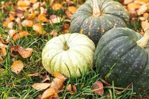 höstlig bakgrund. höst falla pumpor på torkades falla löv trädgård bakgrund utomhus. oktober september tapet förändra av säsonger mogen organisk mat begrepp halloween fest tacksägelse dag. foto