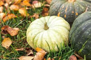 höstlig bakgrund. höst falla pumpor på torkades falla löv trädgård bakgrund utomhus. oktober september tapet förändra av säsonger mogen organisk mat begrepp halloween fest tacksägelse dag. foto