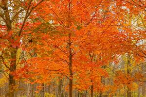 naturlig höst falla se av träd med röd orange blad i trädgård skog eller parkera. lönn löv under höst säsong. inspirera natur i oktober eller september. förändra av säsonger begrepp. foto