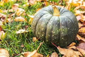 höstlig bakgrund. höst höst pumpa på torkade höstlöv trädgård bakgrund utomhus. oktober september tapeter årstidsbyte mogen ekologisk mat koncept halloween fest tacksägelsedag. foto