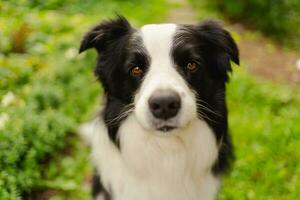 utomhus porträtt av söta leende valp border collie sitter på park bakgrund. liten hund med roligt ansikte i solig sommardag utomhus. husdjursvård och roliga djurlivskoncept. foto