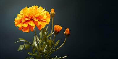 skön ringblomma blomma makro tom Plats, ai generativ foto