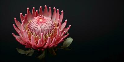 skön protea blomma makro tom Plats, ai generativ foto