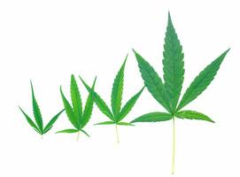 isolerat marijuana löv av 4 storlekar på vit bakgrund. cannabis är nu Begagnade som en rekreations eller medicinsk läkemedel. mjuk och selektiv fokus. foto