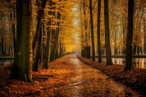 ett höst skog med gyllene löv foto