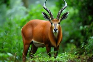 nationell djur- av burundi foto
