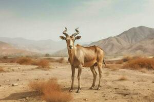 nationell djur- av eritrea foto