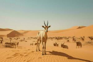 nationell djur- av mauretanien foto