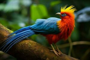 nationell fågel av demokratisk republik av de kongo foto