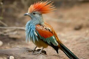 nationell fågel av eritrea foto