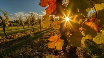 vingård med bakgrundsbelyst Sol lysande genom de lea foto