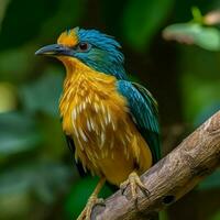 nationell fågel av sri lanka hög kvalitet 4k ultra foto
