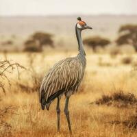 nationell fågel av tanzania hög kvalitet 4k ultra foto