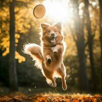 en dynamisk hund fångst en frisbee i luften foto