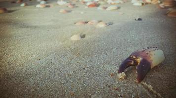 död krabba klo på sanden vid stranden foto