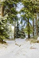 vinter skoglandskap i brocken berget, harz, Tyskland