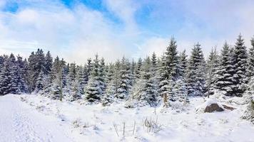 snötäckta träd i det brocken berget, harz bergen, Tyskland