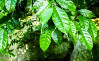 lång och smal lövspets av regnskogsträd för snabb dränering foto