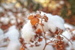 sista höst blommor frysning under de först vinter- frost foto