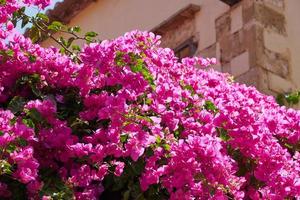 bougavillia, exotisk buske i rosa färgskugga i Kreta, Grekland.