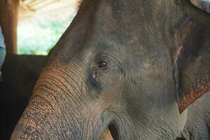 elefanter på de thai elefant bevarande Centrum foto
