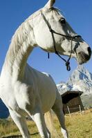 en vit häst stående i en fält foto