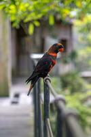 en fågel med svart och röd färger är stående på de staket. foto