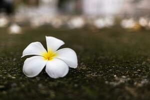 vit frangipani blomma på de cement golv, thailand. foto