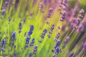 lugn natur närbild, blommig bakgrund med blomning lavendel- blommor. vår sommar natur bakgrund, ljus solig väder, konstnärlig trädgård Foto. foto