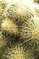 en stänga upp av en kaktus med många små nålar foto