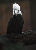 vit krönad hornbill foto