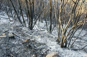 de resterna av en skog efter de brand foto