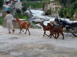 skön dag tid se av naturlig skönhet av jagran, nål dal, kashmir. jagran, neelam dal är känd för dess naturlig skönhet. foto