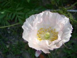 detalj av blommande opium vallmo i latin papaver somniferum, vallmo fält, vit färgad vallmo foto