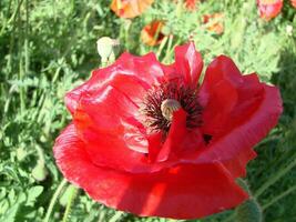 blomning vallmo blomma trädgård sommar röd. opium, vild fält foto