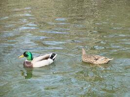 manlig och kvinna gräsand Anka simning på en damm med grön vatten medan foto