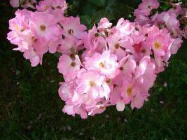 rosa buske rosor. rosa felicia rosor. rosa ro bakgrund. hybird mysk- ro foto