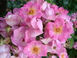 rosa buske rosor. rosa felicia rosor. rosa ro bakgrund. hybird mysk- ro foto