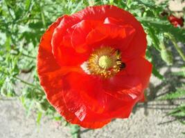 blomning vallmo blomma trädgård sommar röd. opium, vild fält foto