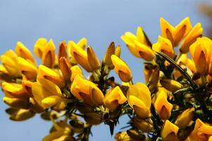 en stor buske med gul blommor foto