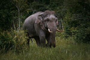 skön av manlig elefant med elfenben i khaoyai nationell parkera ,khao yai är ett av mest Viktig vilda djur och växter livsmiljö i söder öst Asien foto