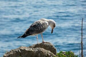 vild seagulls i natur längs de klippor av de katalansk costa brava, medelhavs, Spanien. foto