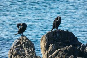 corbarans, sjöfåglar på stenar stänga till de Strand foto